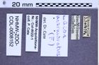 Etiketten zu Lacon marmoratus (NHMW-ZOO-COL-0008152)
